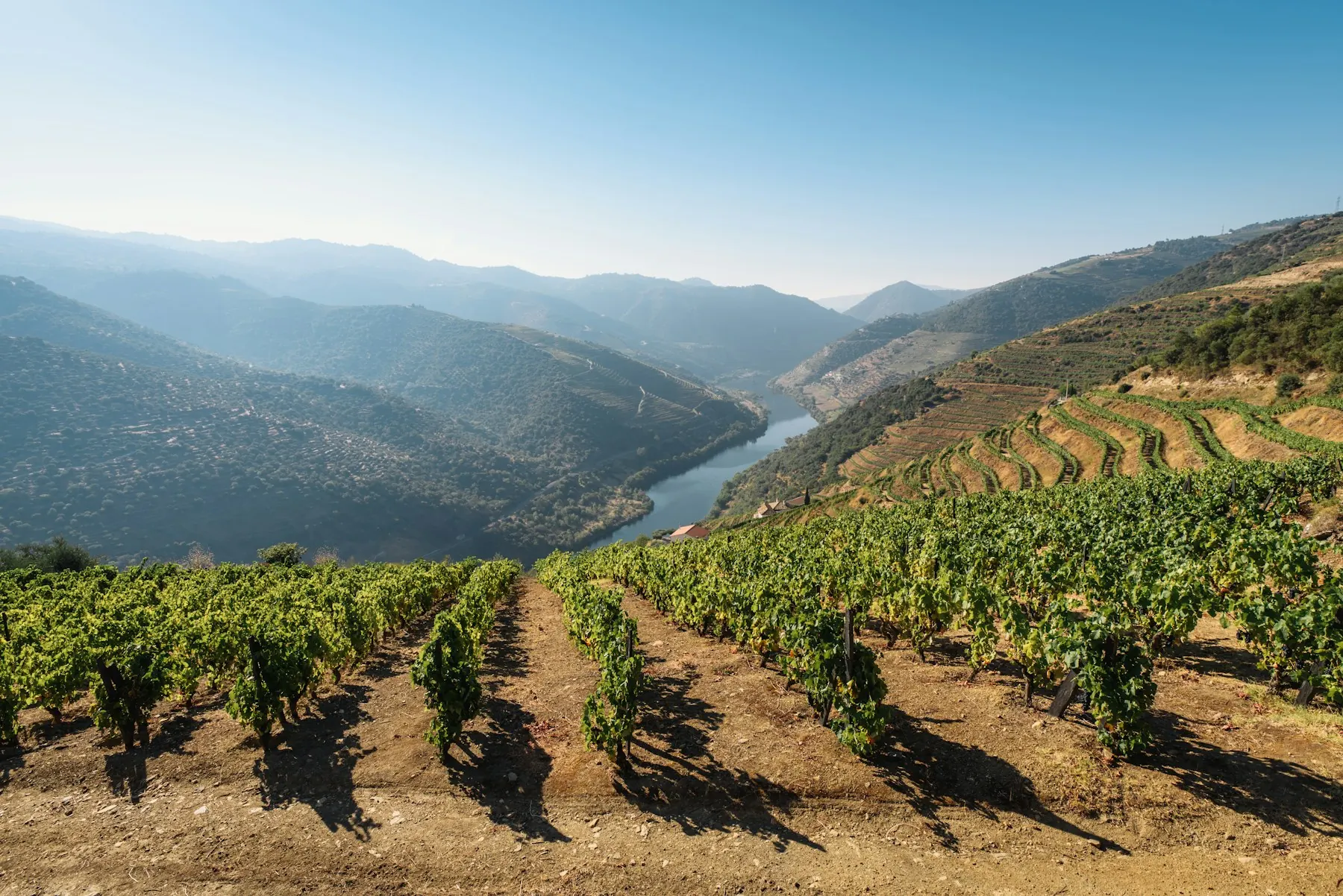 Les vignes du Douro à l’heure dorée